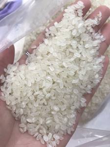 ข้าวขาวคามอลิโน่ คาลโรส เมล็ดกลาง เนื้อนุ่ม หักสูงสุด 5% ผลผลิตใหม่ล่าสุดจากเวียดนาม ราคาดี ขายส่ง +84393250278 (คุณลินดา) - Product Image 5