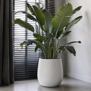Pot de jardin décoratif moderne en fibre de verre, blanc, rond, côtelé, de haute qualité et luxueux, pour intérieur et extérieur, 3 tailles - Product Image 5