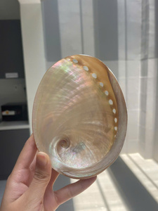Conchas de abulón perladas al por mayor, pulidas, iridiscentes, con efecto arcoíris, en paquete a granel para decoración de hoteles de lujo, arte y cuencos - Macy - Product Image 1
