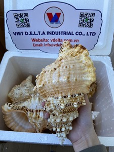 Conchas Marinas Naturales Limpias de Vietnam – Varios Tipos de Conchas para Decoración y Manualidades |   Suministro al por Mayor |   Sra. Anna - Product Image 2