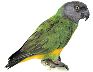 Senegal Parrots Live Ornamental Birds for Aviculture Breeding Programs <b>Aviaries</b> and Wholesale Supply - Product Image 5