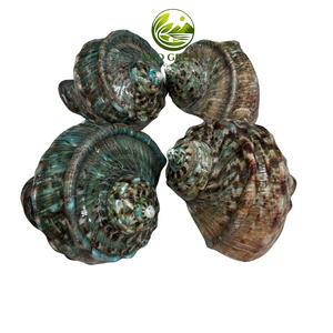 Concha Marina Natural Pulida Grande para Decoración Costera de Lujo, Exhibiciones en Restaurantes, Vestíbulos de Hoteles y Diseño de Interiores de Resorts - Product Image 3