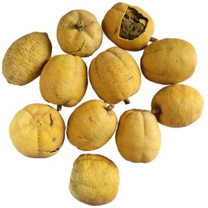 Extracto de Planta de Balanites Roxburghii en Polvo, Fabricante de la India - Product Image 1