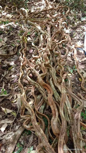 Vignes <span class=keywords><strong>de</strong></span> Liana Torsadées Naturelles en Gros, Lianes Forestières pour Décoration en Bois, Matériaux <span class=keywords><strong>de</strong></span> Décoration Rustique Durable, Fournisseur Vietnamien - Product Image 4