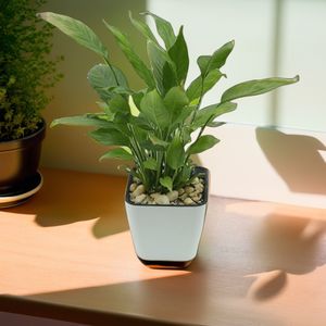 Maceta de autorriego de 13cm para hierbas y suculentas, maceta de plástico ecológica para jardinería de mesa - Product Image 4