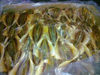 Snack de Pescado Premium de Trevally con Rayas Amarillas Secado al Sol y Perfectamente Condimentado con Especias, Venta al por Mayor