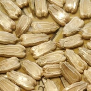 Cradle of Life Ridge Guard Seeds for Farming-High-Yield Green Vegetables Seeds - Product Image 2