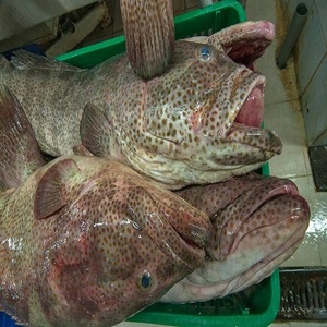 Poisson Grouper Brun Biologique Sans Nicotine IQF Congelé 10 CM 10kg Tacheté Haute Qualité Sous Vide Riche en Vitamines - Product Image 1