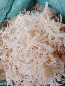 Musgo Irlandés Blanco Natural Dorado, Algas Eucheuma Cottonii Secas, en Polvo a Granel, Producto Nori - ANNA DO - Product Image 5