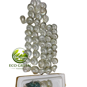 Wholesale Polished Natural Turbo Seashells for Aquarium Decor <b>Hermit</b> <b>Crab</b> Habitat <b>Shell</b> Replacement Beach Theme Crafts Supply - Product Image 1