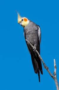 Cockatiel Live Birds for Aviculture Breeding Ornamental <b>Aviaries</b> and Wholesale Supply for Bird Farms - Product Image 5