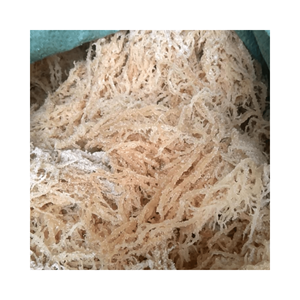 มอสทะเลอบแห้งผักอบแห้งสำหรับการบริโภคมอสทะเลธรรมชาติเค็ม - Product Image 5