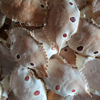Coquilles de crabe polies les plus vendues pour la pâte de crabe et les plats de fruits de mer, prêtes à l'emploi, durée de conservation de 2 ans, export Vietnam, Viet Delta Co. LTD