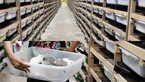 หนูแช่แข็งคุณภาพสูง โปรตีนสูง สำหรับงูและสัตว์เลื้อยคลาน - อาหารเสริมโปรไบโอติกสำหรับสัตว์เลี้ยง - จำหน่ายส่งจำนวนมาก ยั่งยืนได้ - Product Image 5