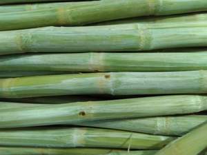 Canne à sucre congelée pour boissons et dessert | Vente en gros de canne à sucre 100% naturelle du Vietnam - Product Image 3