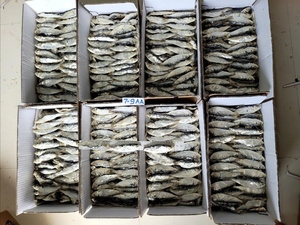 HERRINGA REDONDA SECADA NATURAL PREMIUM SIN SAL, MARISCOS SECOS PARA EL MERCADO ASIÁTICO - Product Image 2
