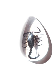 Cabochon Black Scorpion Real Specimen Pear Shape cut <b>top</b> 33x22 mm Clear Flat Bottom for Crafts and Jewelry Making - Product Image 6