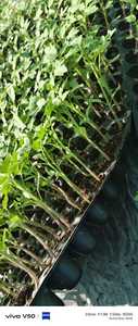 Prise de terre en mousse de sphagnum pour semis et agriculture – Écologique, favorise une bonne aération et une forte rétention d'eau - Product Image 4