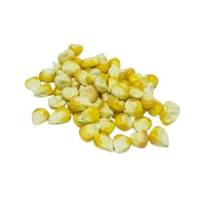 Semillas de Maíz Híbrido BCA F1 Más Vendidas, Alta Tasa de Germinación, Semillas Frescas de Jember de Indonesia, 6 Meses de Vida Útil - Product Image 3