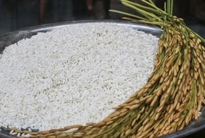Arroz Glutinoso Vietnamita de Nueva Cosecha, Exportador Mayorista, Ofrece Arroz Glutinoso Premium de Excelente Calidad Culinaria, Variedad Aromática - Product Image 3
