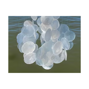 Coquille de Capiz transparente décorative, découpée en forme de rond, pour l'aménagement intérieur et l'artisanat - Product Image 3