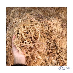 [MEJOR CALIFICADO] |   Algas marinas secas Cotonii, algas limpias para extracción de carragenano, para cocinar ensaladas, postres y platos culinarios, de Vietnam. - Product Image 1