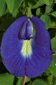 Flores de Mariposa Secas Empacadas para Exportación, Pétalos Azules Naturales, Envasado al Vacío, Bebida Herbal Saludable, Té de Vietnam, 18 Meses de Duración - Product Image 6