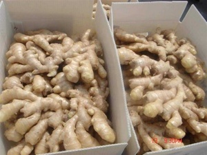 Raíz cruda aromática de jengibre fresco utilizada para condimentar alimentos, sopas y salsas para saltear, cultivadas directamente de productores de Vietnam - Product Image 6