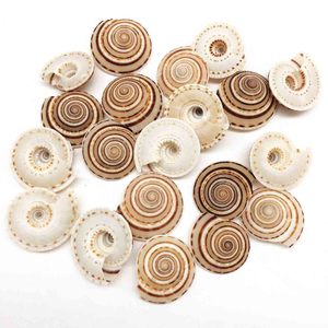 Décoration de plage en coquillages marins et coquillages marins naturels de qualité supérieure, coquillages nettoyés - Product Image 4