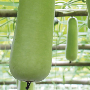 Courge biologique nouvelle récolte, courge longue verte pour les acheteurs en gros, les fournisseurs d'épicerie et les cuisines (vente en vrac) - Product Image 3
