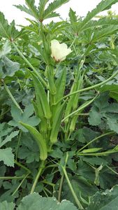Semillas de Okra Tulsi 99% Puridad 85% Germinación Verde Oscuro - Product Image 3