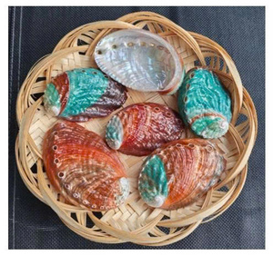 Concha de abulón natural pulida para manualidades, decoración del hogar, regalos y artesanías hechas a mano - Product Image 1