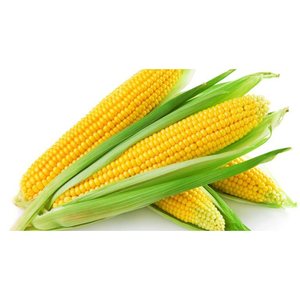 Proveedor de Granos de Maíz Amarillo de Alta Calidad en Empaque a Granel Directamente de la Granja para Compradores Internacionales - Product Image 1