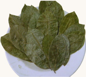Polvo de Extracto de Hoja de Guanábana al por Mayor de Vietnam, 100% Natural, Graviola Vegana de Grado Alimenticio, Cosecha Silvestre, Calidad Premium - Product Image 2