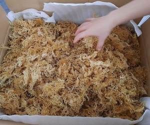 2024 EL MUSGO DEL MAR MÁS FINO RECOGIDO A MANO DE LAS COSTAS DE VIETNAM - Product Image 1