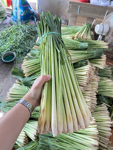 ตะไคร้สด รสเผ็ด กลิ่นหอม ขนาดยาว จำหน่ายส่ง 10-20 กก. Techmifood เวียดนาม สำหรับแปรรูปอาหารและขายส่ง - Product Image 5