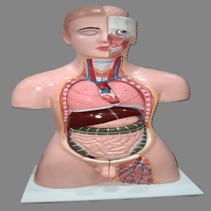 Modelo de Torso Humano Unisex MAYALAB con Órganos Extraíbles, 23 Partes, Base de Metal y Fibra de Vidrio, Multicolor, para Estudiantes - Product Image 1