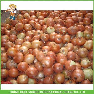 2024 nóng bán hành tây vàng tươi chất lượng tốt cho Xuất Khẩu 5-8cm - Product Image 4
