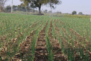 FB-RED 11 |   Fournisseur d'oignons hybrides F1 en Inde | |   Fournisseur approuvé par la FAO Inde - Product Image 5