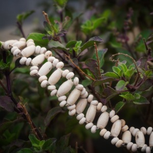 Handmade Tulsi Wood <b>Choker</b> Mala Beige Natural Beads Spiritual Necklace Yoga Meditation Jewelry Wholesale Sigma Exports - Product Image 3