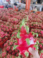 Klaar voor verzending | Beste kwaliteit biologische drakenvrucht wit/rood vlees >350g Vietnam Binh Thuan Lucht/Zee Hoogwaardig 2e kwaliteit vers fruit