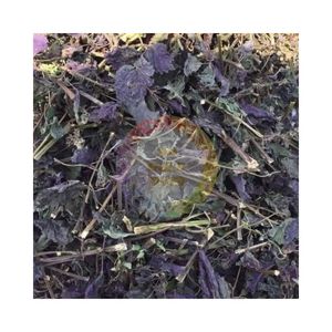 Feuilles de Perilla Violette Sélectionnées de Haute Qualité du Vietnam, Séchées au Soleil, pour la Cuisine et les Boissons Asiatiques - Product Image 3