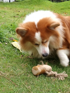 ของเล่นไม้กาแฟสำหรับสัตว์เลี้ยงแบบมีเชือก  ปลอดภัยต่อสิ่งแวดล้อม ช่วยดูแลสุขภาพฟัน บรรเทาความเครียด เหมาะสำหรับสัตว์เลี้ยงที่ชอบกัดแทะ  ขนาด S  สินค้าขายดี - Product Image 6