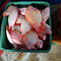 Tilapia Rouge Entière Naturelle Tranchée IQF Congelée, Emballage Carton 20kg, Qualité Restaurant & Hôtel, Durée de Conservation 24 Mois