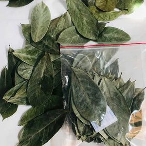 Té Negro Fermentado con Hojas de Guanábana Secas, Té Orgánico Saludable para Infusión con Agua Caliente, Sin Azúcar, 50gr, Bolsitas de Té, Empaque en Caja, Grado A - Product Image 3