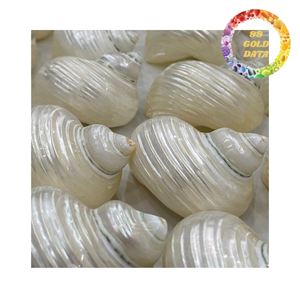 Servilletero de Concha Marina Natural para Decoración de Cenas Elegantes y Banquetes - Product Image 1