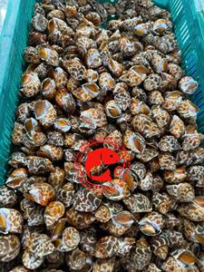 Escargots de mer surgelés de première qualité, coquilles nettoyées, texture ferme, qualité marine naturelle, emballage commercial idéal, origine Pakistan - Product Image 2