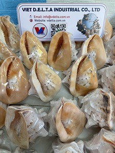 Conchas marinas naturales para manualidades – Suministro al por mayor desde Vietnam - Product Image 2