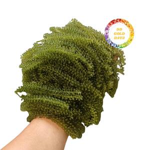 PRECIO DE FÁBRICA Uvas de Mar de Vietnam, Algas Naturales Deshidratadas para Exportación a Granel - Product Image 5