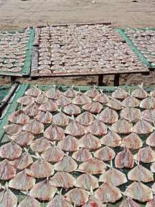 Poisson jaune rayé séché, poisson entier salé traditionnel, fruits de mer séchés au soleil du Vietnam, fruits de mer sains, collation de poisson jaune rayé séché - Product Image 5